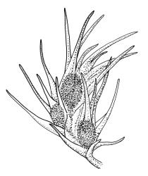 Holomitrium trichopodum, dwarf male, detail. Drawn from B.H. Macmillan 89/83, CHR 385643.
 Image: R.C. Wagstaff © Landcare Research 2018 